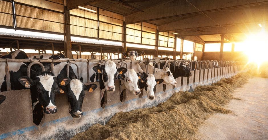 Vacas en un establo comiendo heno