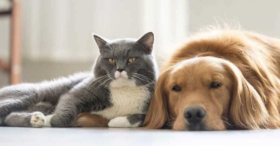 gato y un perro