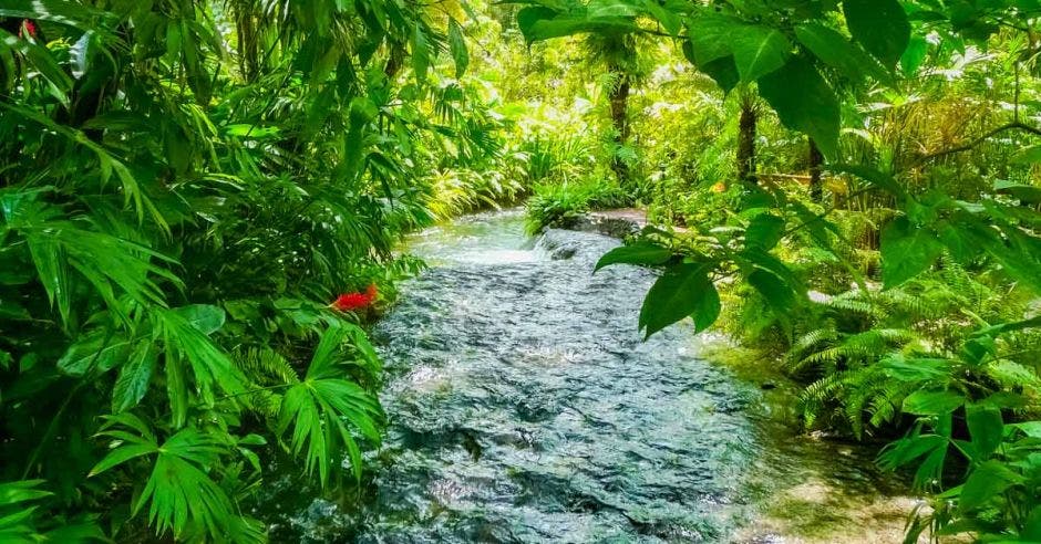 Aguas termales rodeadas de árboles en San Carlos