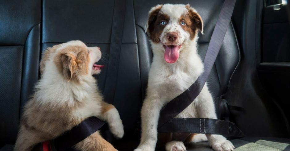 Dos perros en la parte de atrás del auto y sujetados con cinturón de seguridad