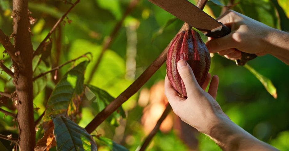 Un hombre corta un cacao directamente desde un árbol