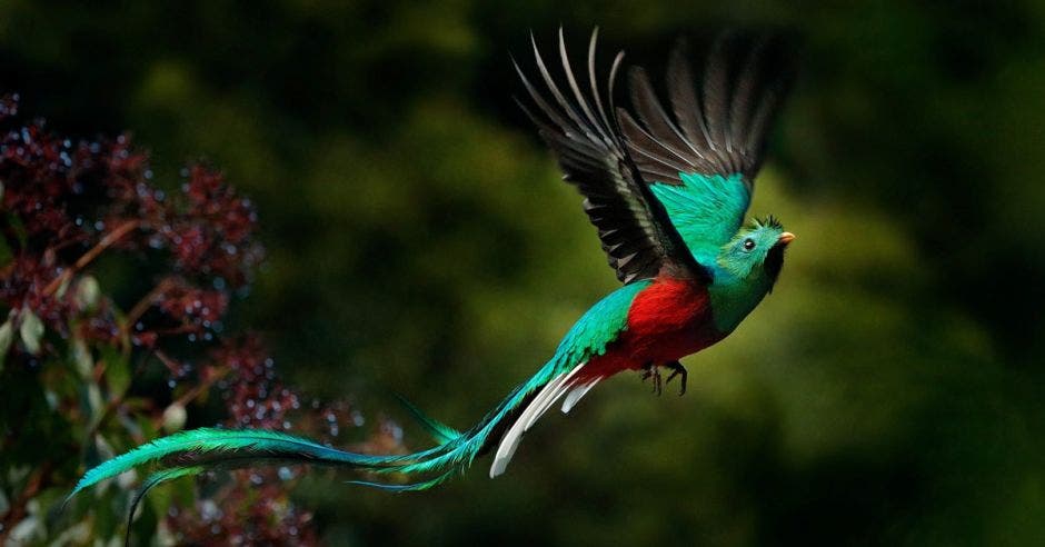 Quetzal