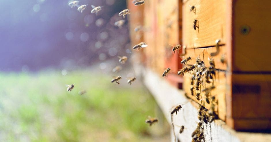 un enjambre de abejas pegado a una casa