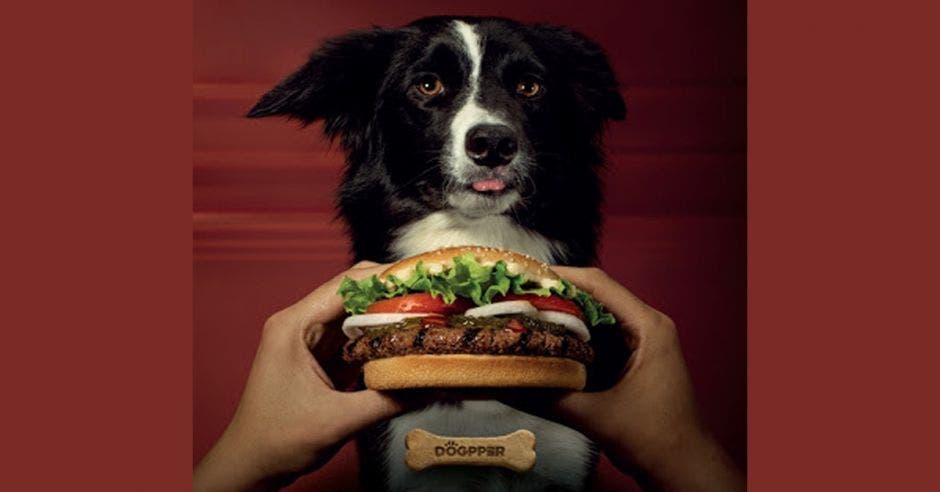 Perro con hamburguesa