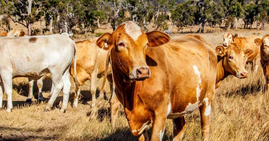 Un conjunto de vacas en un potrero