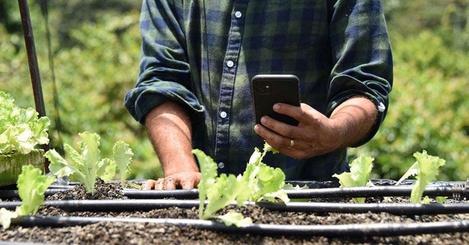 Un hombre apunta su celular hacia una serie de cultivos, al parecer lechugas