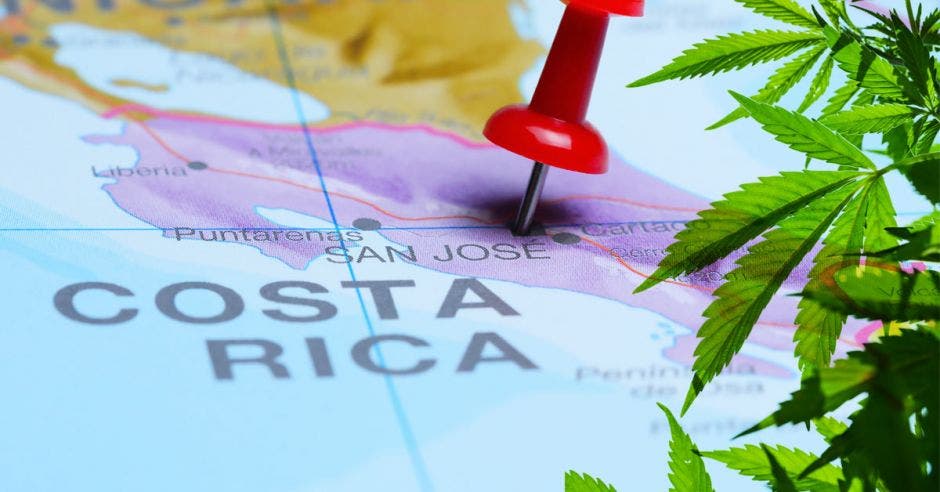 Una planta de marihuana sobre un mapa de Costa Rica