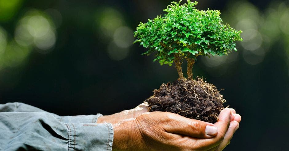 Una persona sostiene un árbol pequeño