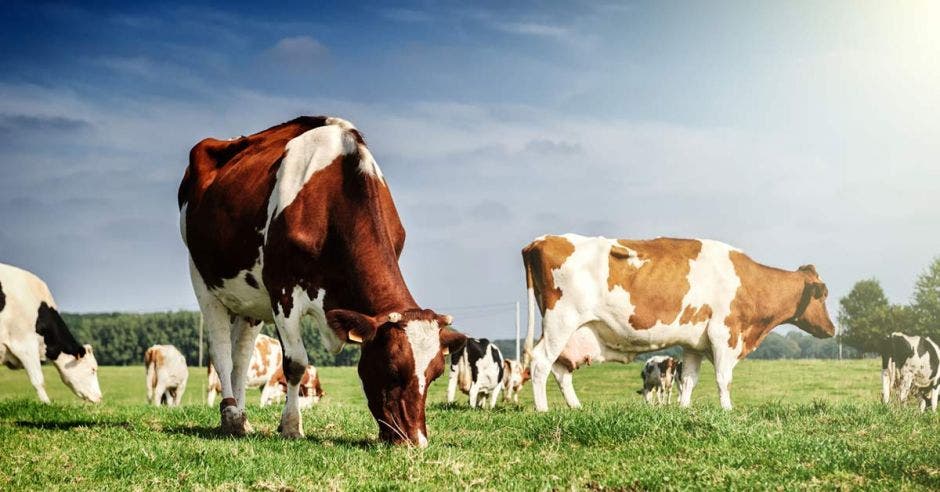 Un conjunto de vacas pastando