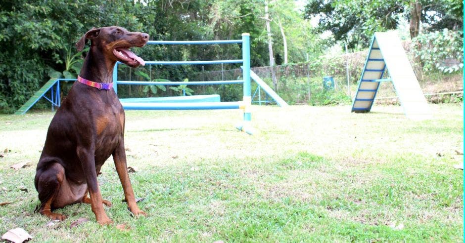 Perro en parque