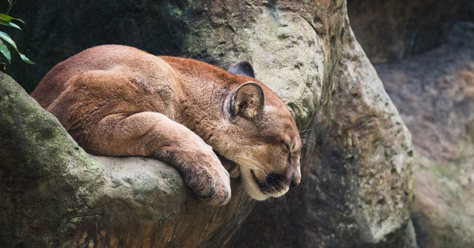 Un puma camina alrededor de su hábitat en La Paz Waterfall Gardens, Costa Rica