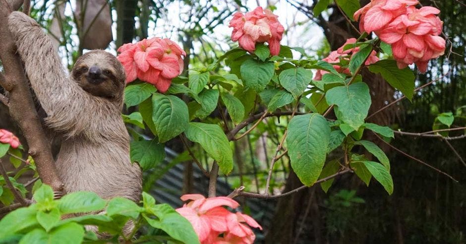 Un perezoso cuelga de un árbol