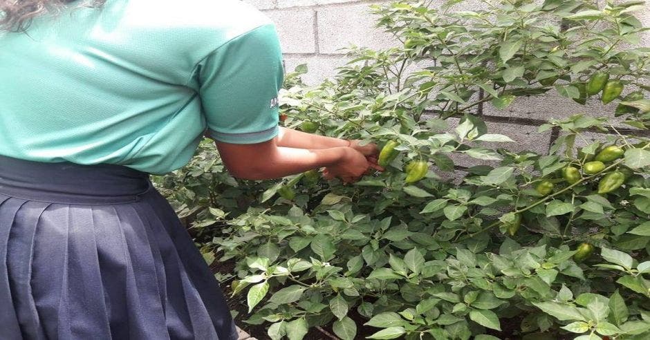 Una estudiante con una huerta