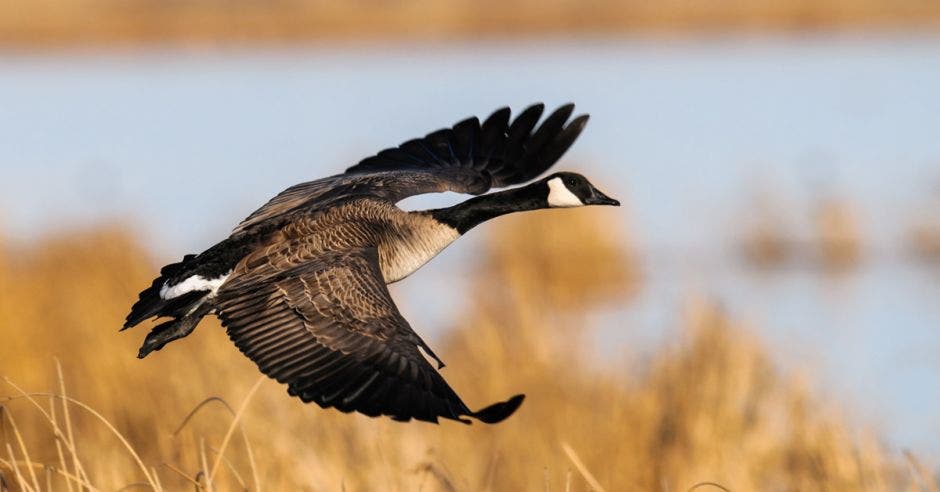 Un pato color negro volando sobre un humedal