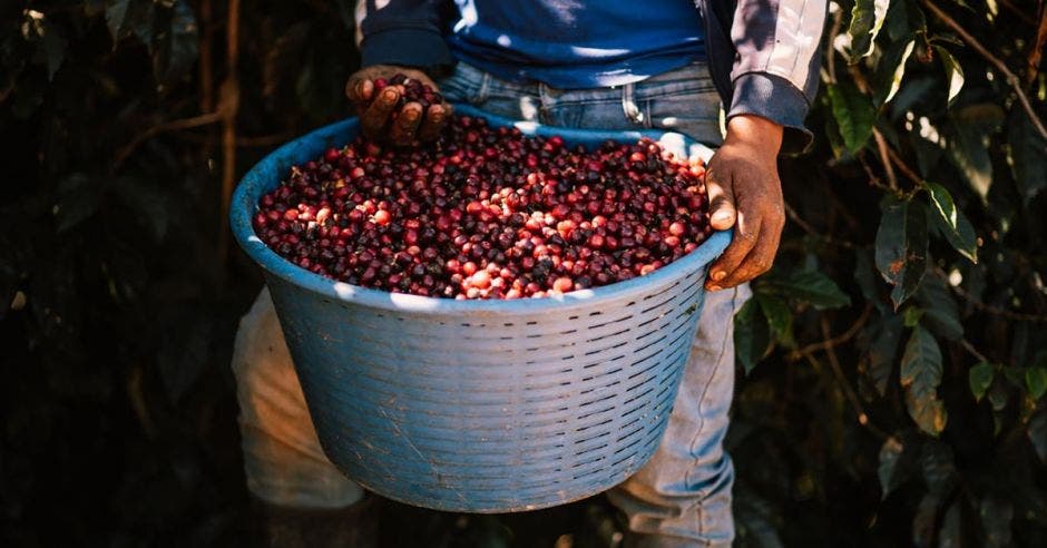 Una canasta de café recién recogido