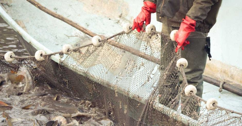 pescador con guantes rojos y una red de pesca