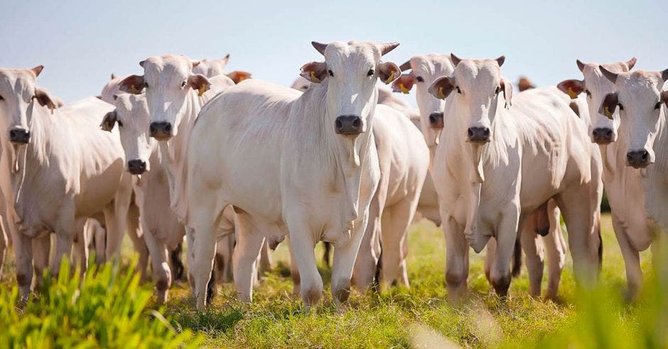 un grupo de vacas blancas