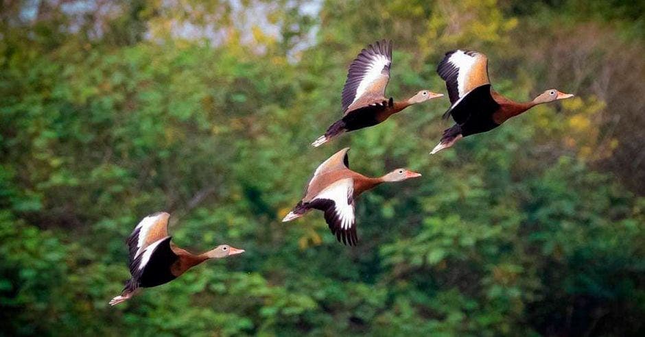 Una bandada de cuatro patos café vuela