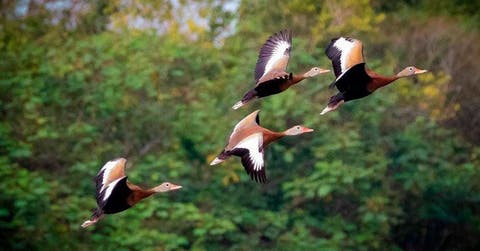 Una bandada de cuatro patos café vuela