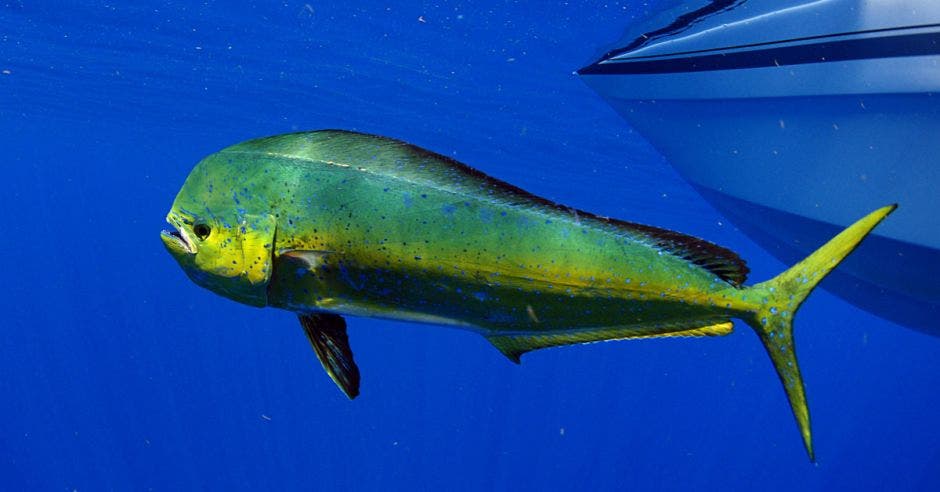 un pez de color azul y amarillo