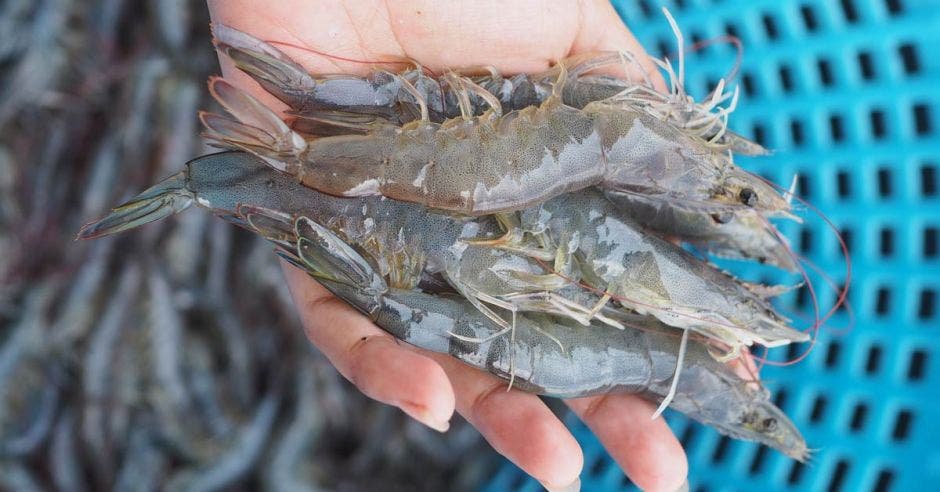 una cesta azul con camarones grises