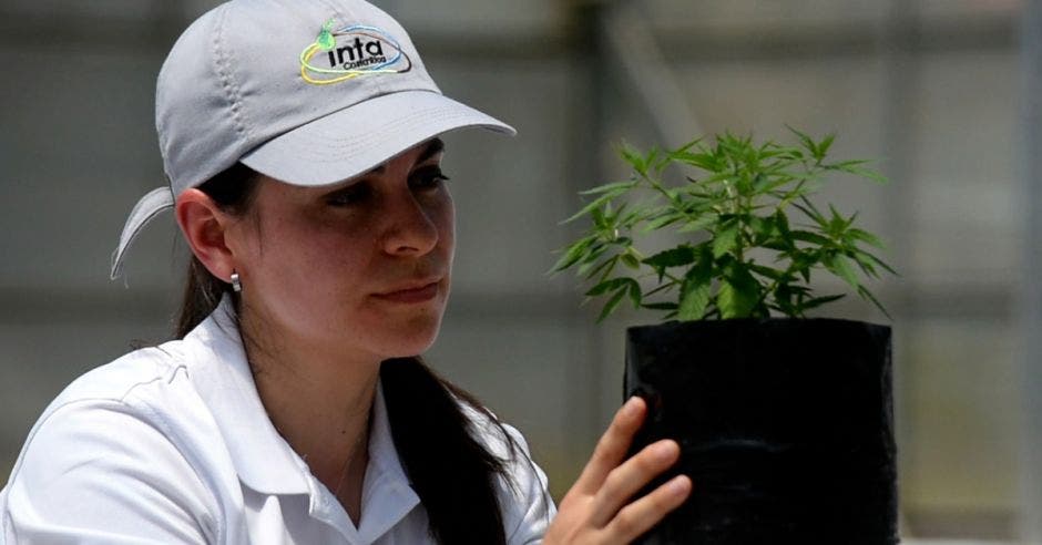 una mujer sostiene una maceta con una planta de cáñamo