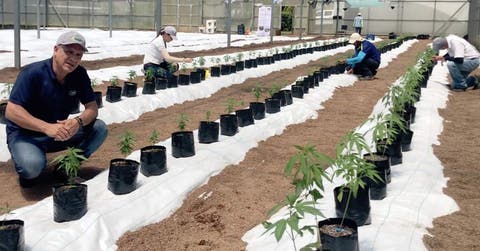 un hombre a lo largo de una fila de cultivos de cáñamo