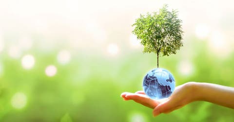 árbol pequeño encima de globo terráqueo sobre una mano