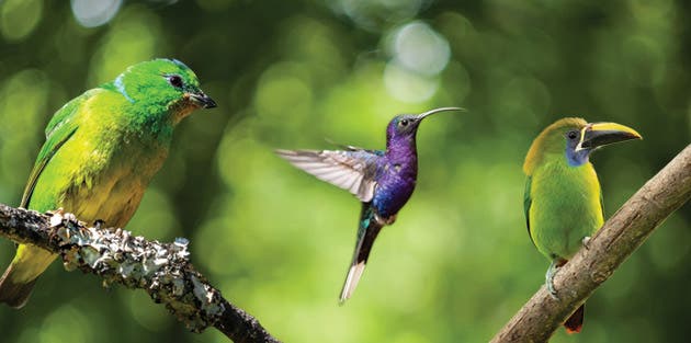 Especies de aves de la zona del cerro La Carpintera