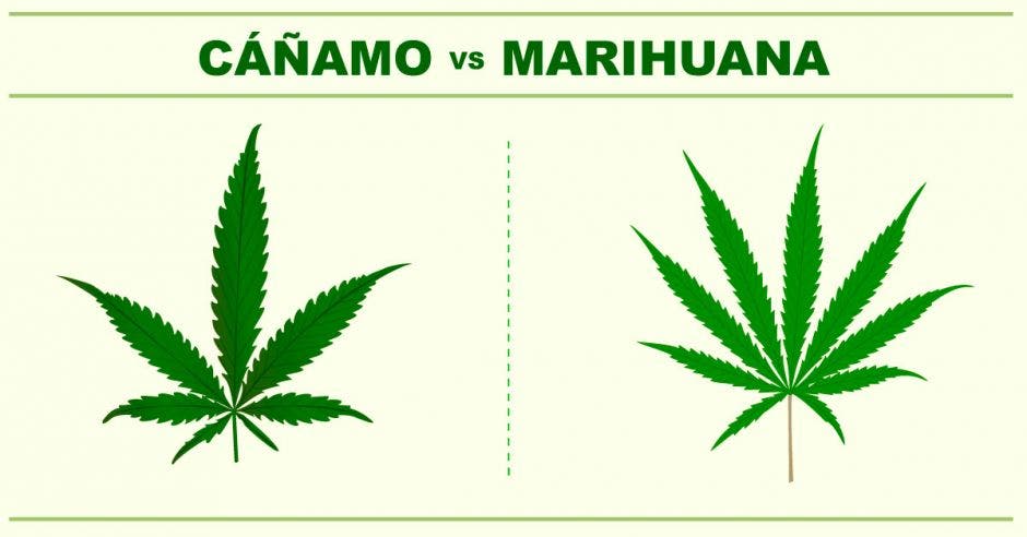 una planta de cáñamo junta a una de marihuana