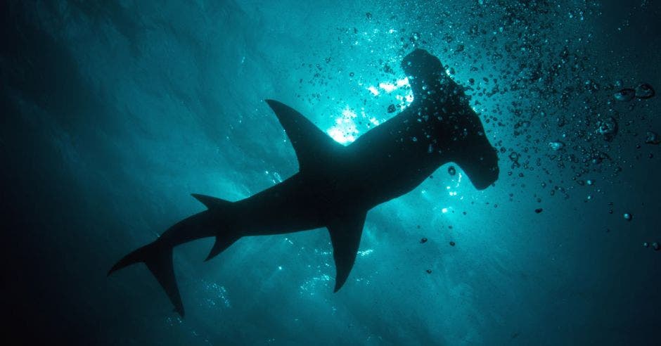 sombra de un tiburón martillo en el agua