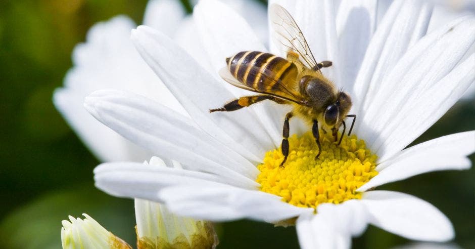 una abeja chupa miel de una flor