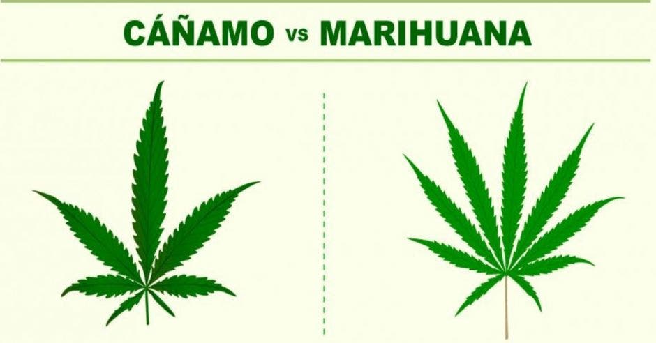 Marihuana