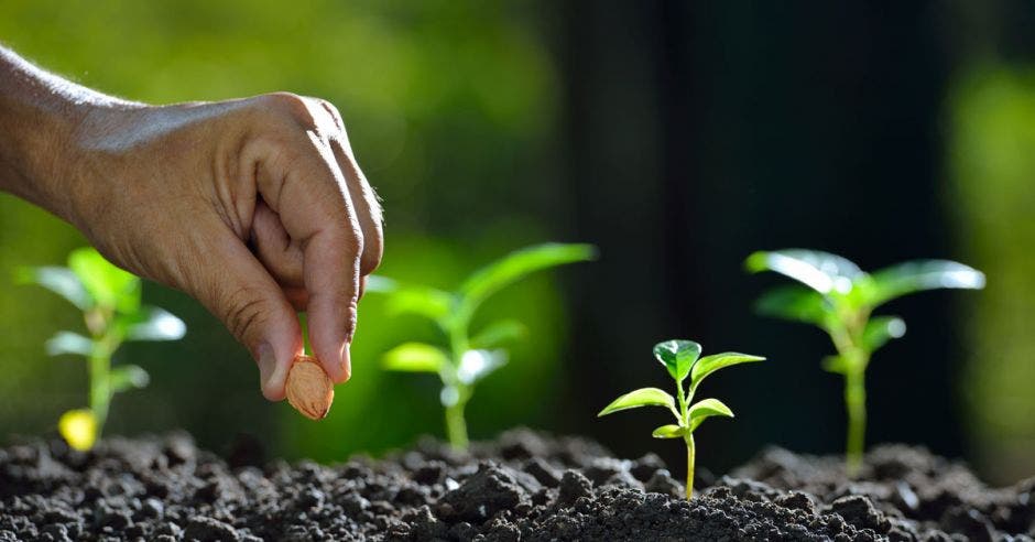 una persona planta una semilla