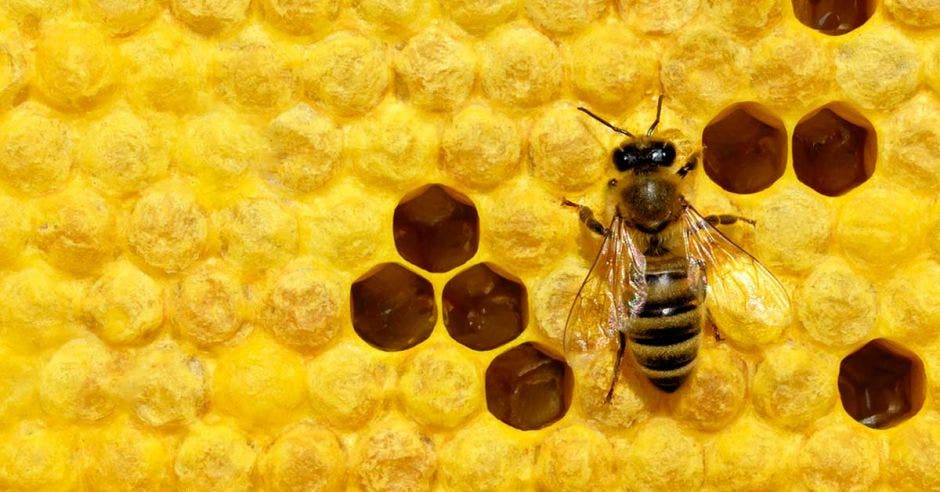 Una abeja en un panal