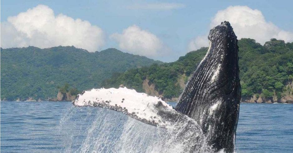 Una ballena saltando sobre el agua