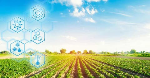 concepto de cambio climático, un trigal rodeado de sol y un cielo azul claro