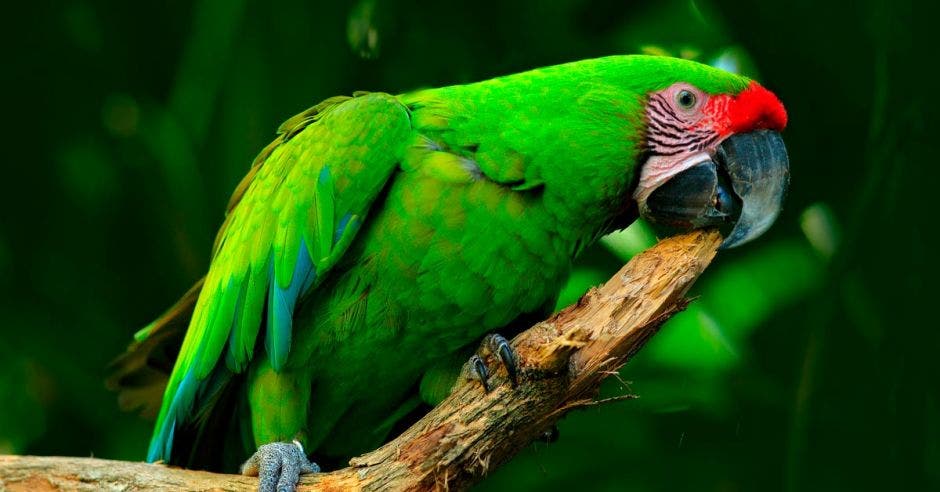 Una lapa verde en su hábitat