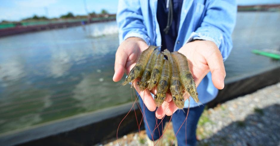 manos extendidas sosteniendo camarones del Pacífico