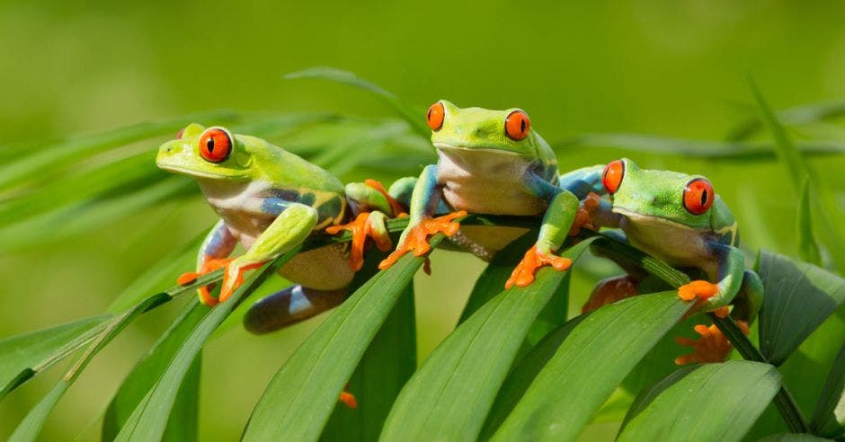 tres ranas verdes de ojos rojos sobre una hoja