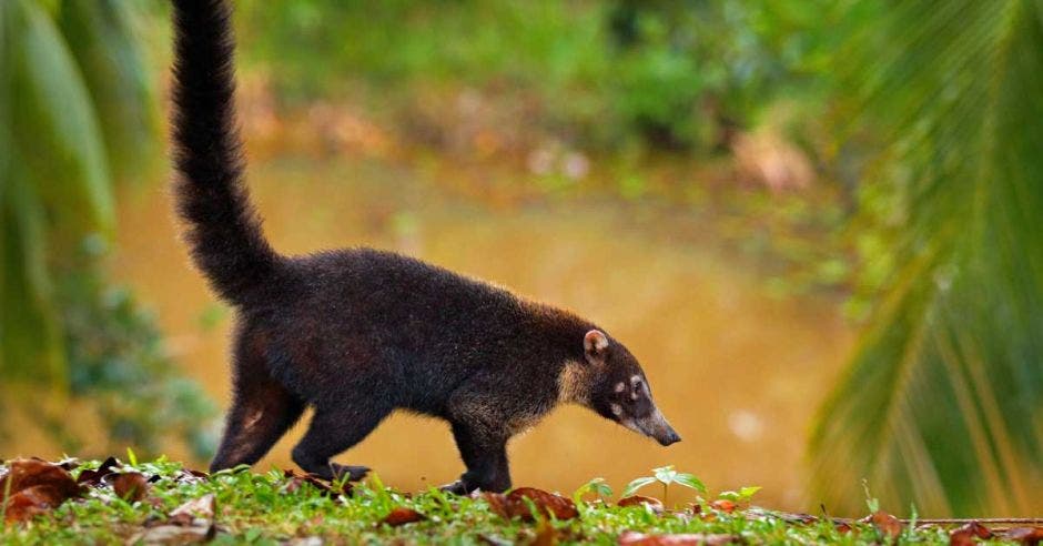 un pizote negro recorre el pasto