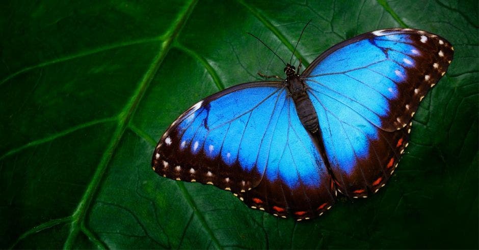 Morfo azul, peleidos morfo, gran mariposa sentada sobre hojas verdes