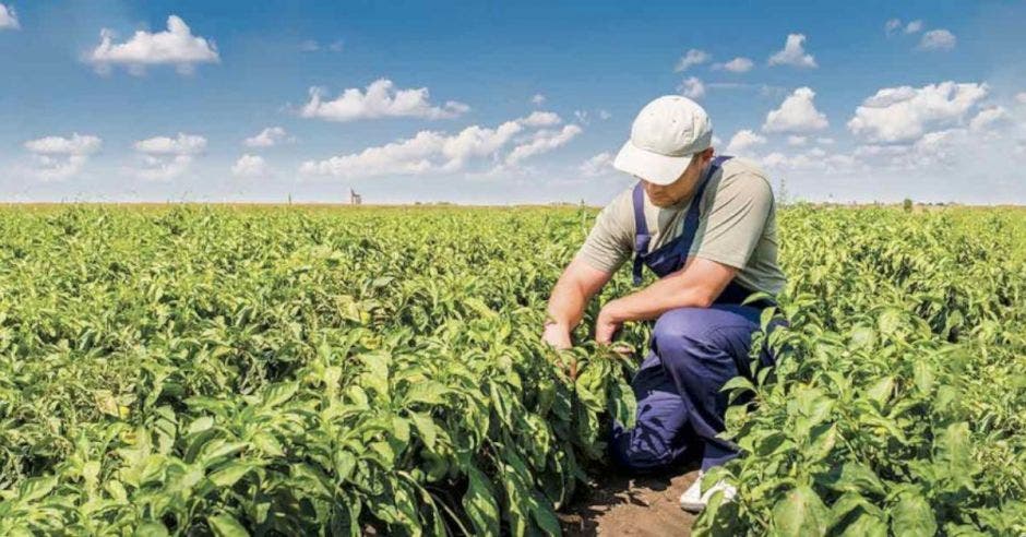 trabajador agrícola en un campo