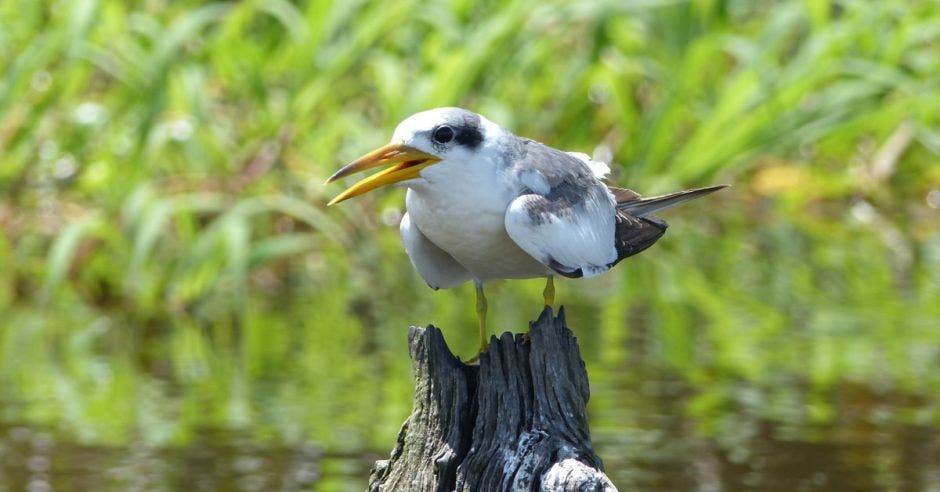 un pájaro blanco posado sobre un tronco que emerge del agua