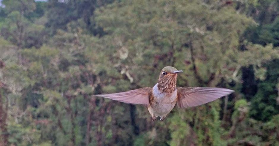 un pájaro vuela entre los árboles