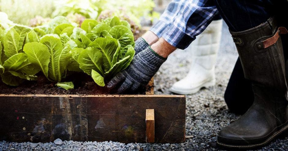 persona recoge verduras de un jardín