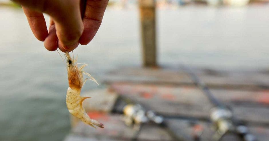 una persona sostiene un camarón en primer plano