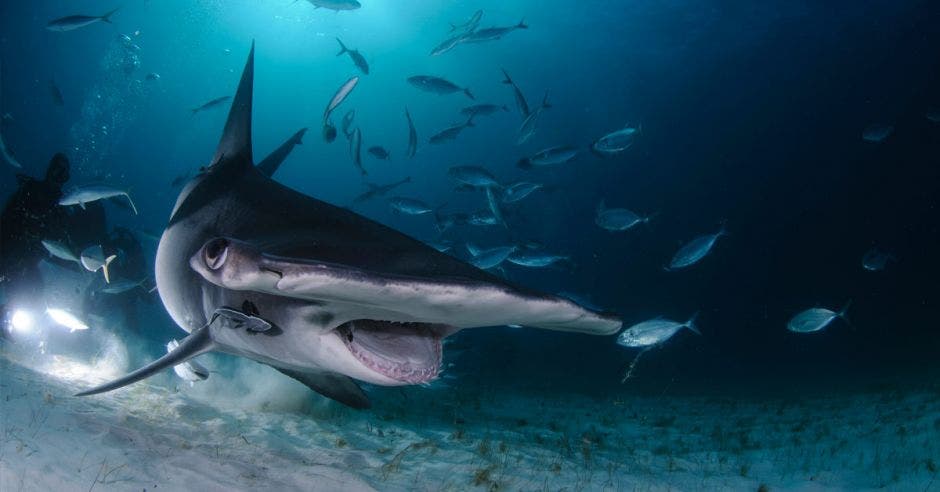 Tiburón martillo nadando entre buzos con boca abierta