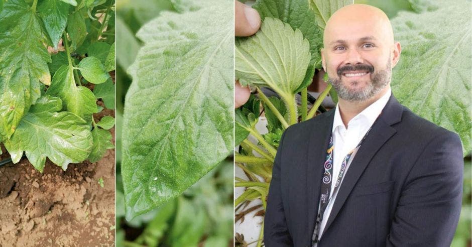 un hombre calvo de barba sobre un fondo de vegetales