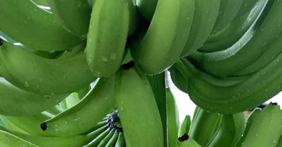 un racimo de bananos amarillos en medio de una plantación